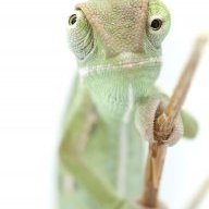 ethnic_chameleon