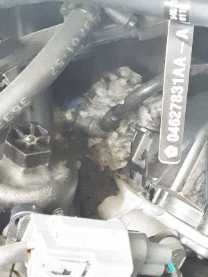 Ram Nest.jpg