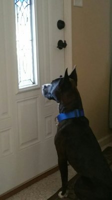 Diesel at door.JPG