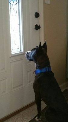 Diesel at door.JPG