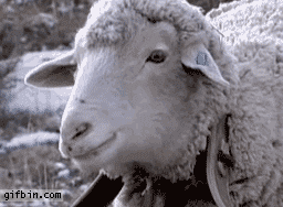 sheep stare .gif