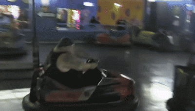BruisedAromaticGalapagospenguin-small.gif