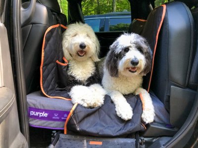 PurpleDogBed.JPG