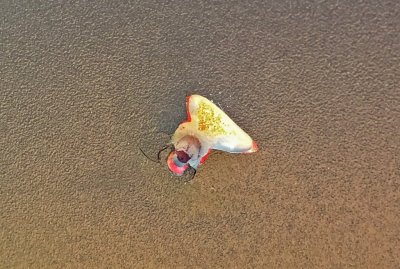 RamRockChip.jpg