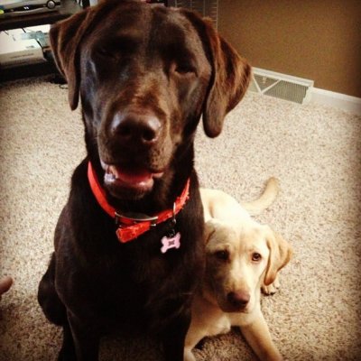 remmy and ruger2.jpg
