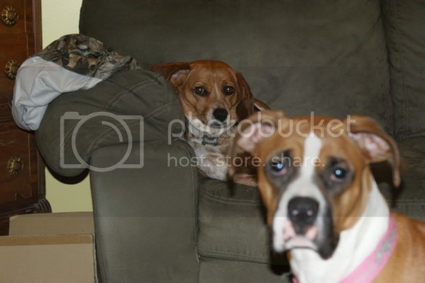 thedogs008.jpg