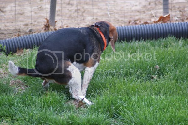 dogsv2002.jpg