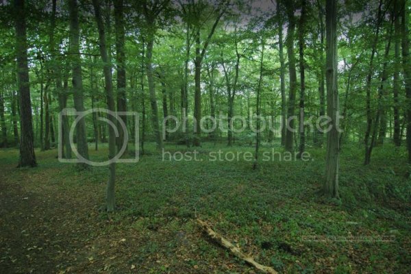 teutoberg_forest_trees_1200x.jpg