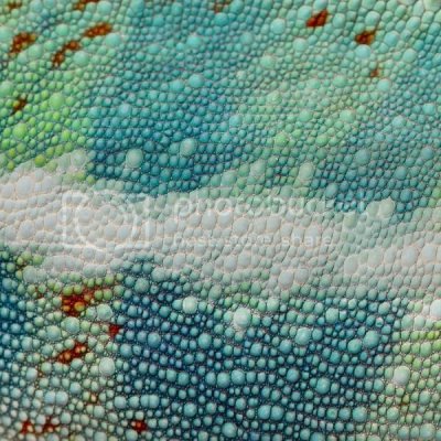ColorfulReptile3236204jpgimg_assist_custom-600x600.jpg