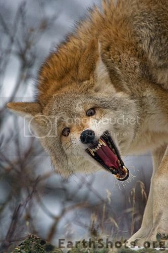 Coyote1.jpg