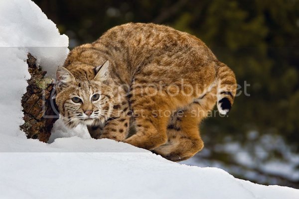 bobcat1.jpg