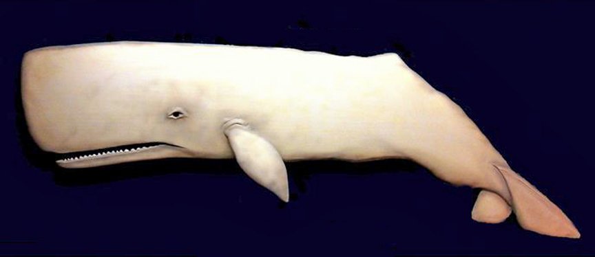 _white_sperm_whale_Greg_Pezzoni__marine_carving_lg.jpg _white_sperm_whale_Greg_Pezzoni__marine_carving_lg.jpg