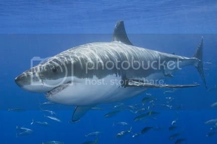 Great-White-Shark-002.jpg Great-White-Shark-002.jpg