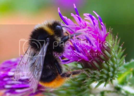 Bee2-1.jpg Bee2-1.jpg