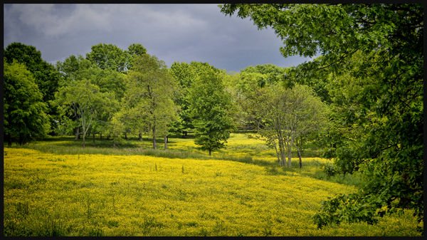 thumb-1368044817809-meadow_with_yellow_flowers.jpg