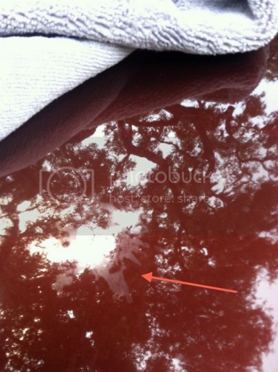 Bird%20****%20etching_zps7ro6y7jl.jpg Bird%20****%20etching_zps7ro6y7jl.jpg