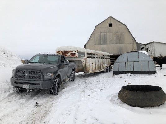 2018_snowweek-cows.jpg