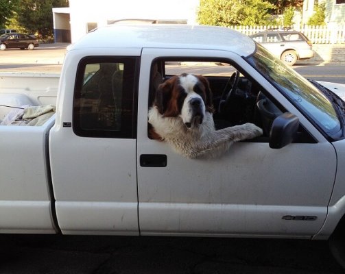 st-bernard-car.jpg