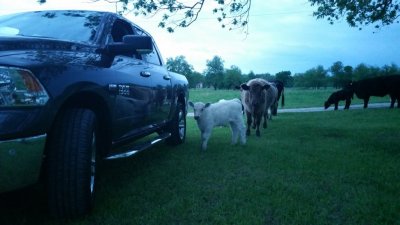 Ram @ The Ranch5.jpg