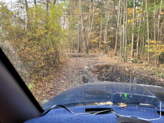 Blue on pine trail.jpg Blue on pine trail.jpg