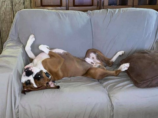 colt on couch upside down.jpg