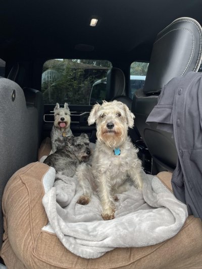 Schnauzer wagon.jpg