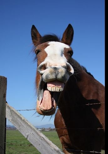 hoss laugh.JPG hoss laugh.JPG