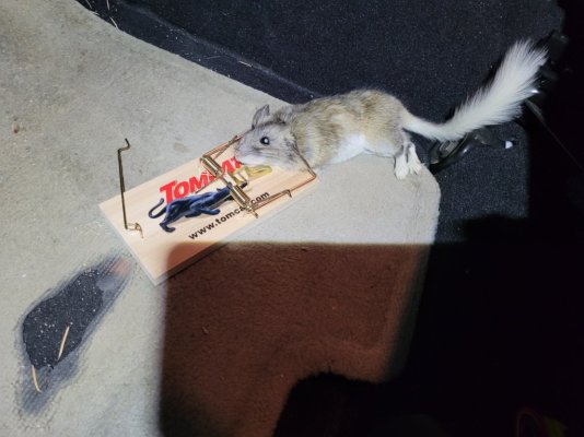 Ratfink Culpret.jpg