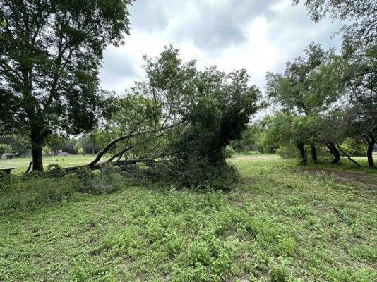 Tree 2 down storm wednesday.jpg