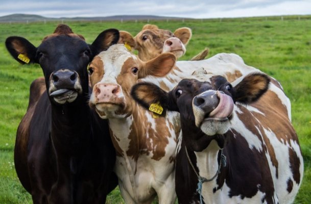 cow-friends.jpg