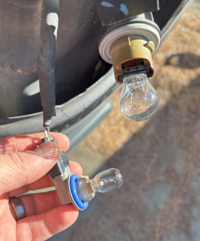 bulbs.png