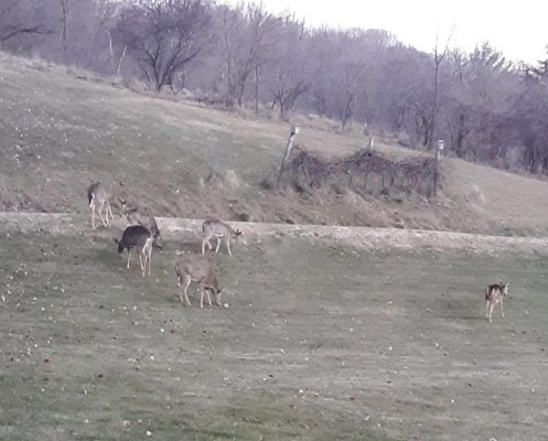 rip deer 2.jpg rip deer 2.jpg