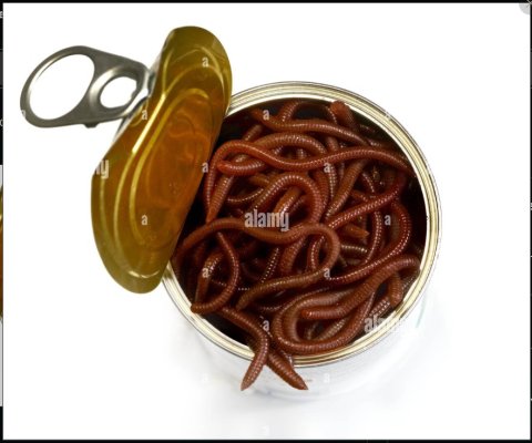 can of worms.jpg can of worms.jpg