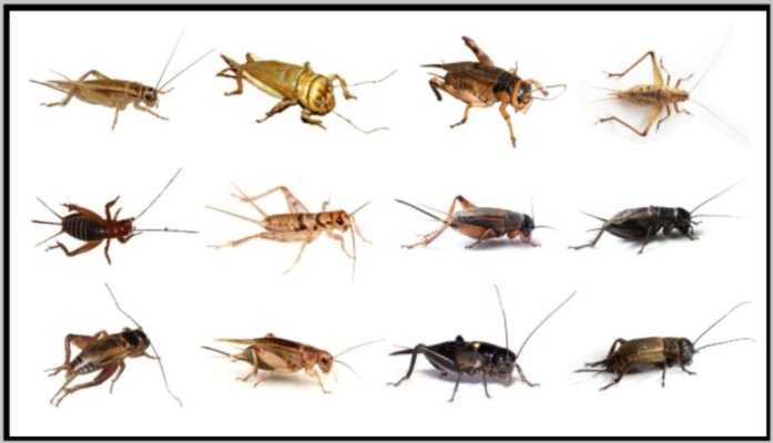 crickets.jpg crickets.jpg