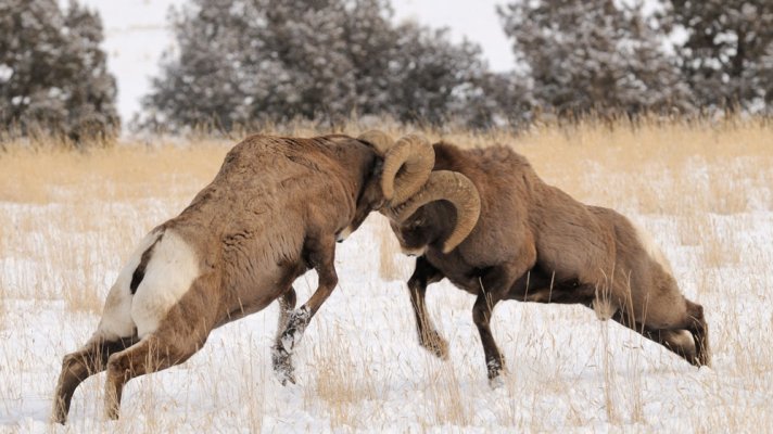 Rams in use.jpg