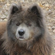 chows