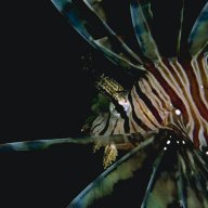 Lionfish