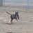 Wmn2wolf