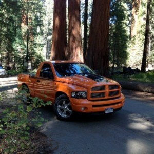 The Orange Beast