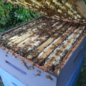 BeeKeeping