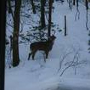DEER IN THE YARD.