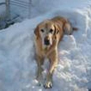THE DOG