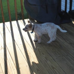 Wants to get the groundhog
