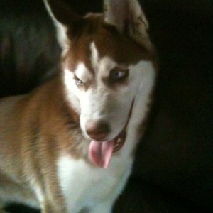 My pup