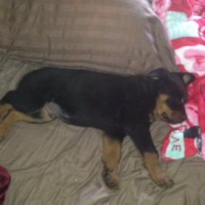 9 weeks
