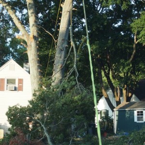 Lowering branch from 57 ft. up with Bumble Beast.