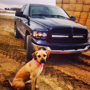Spyder CCFL halo headlights
Brooklyn the Boerboel mastiff