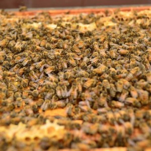 The top of the brood chamber with the honey supers off.