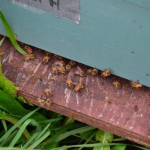 Entrance of a hive