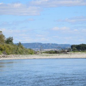 Bald Eagle perched over the river